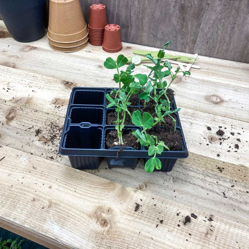 seedling trays