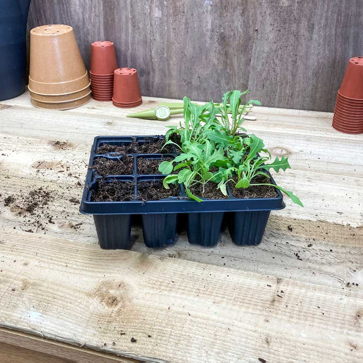seedling trays
