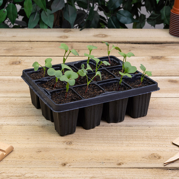12 cell modular plant insert