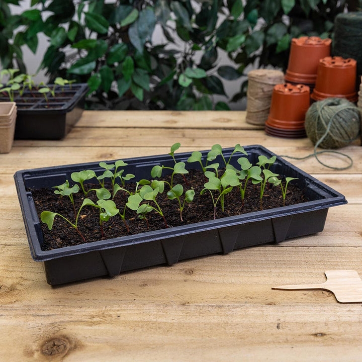 Seed Trays (5 Pack)