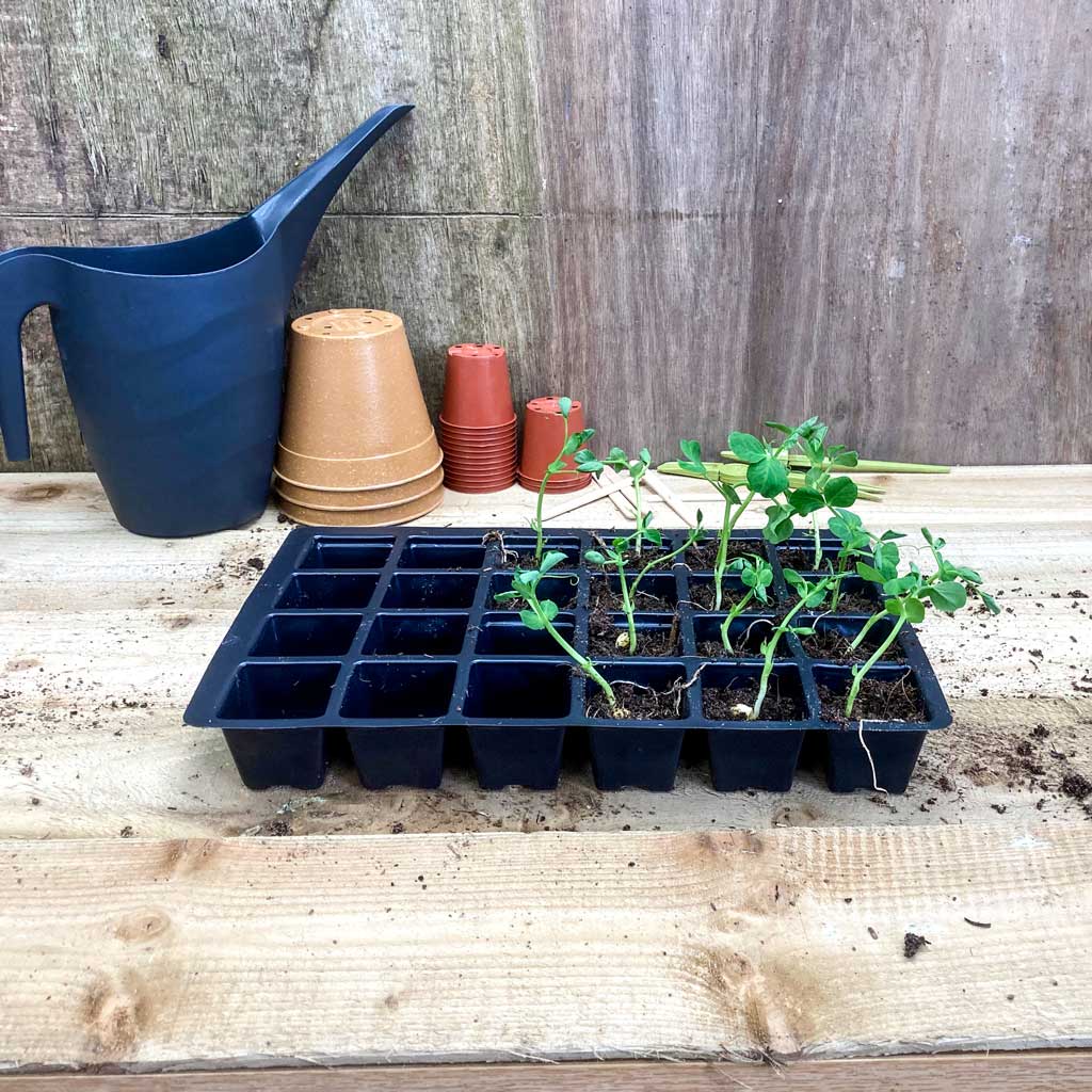 seedlings in plastic propagation tray