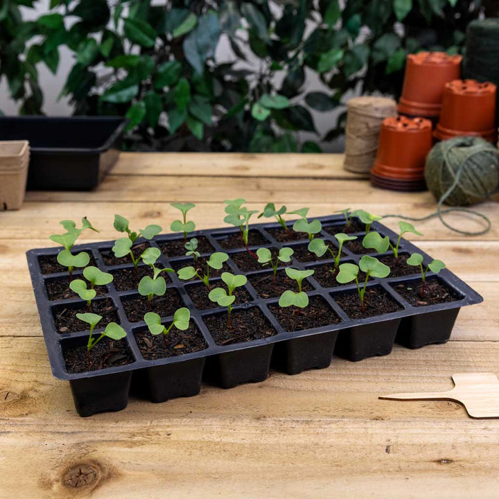 seedlings in plastic propagation tray