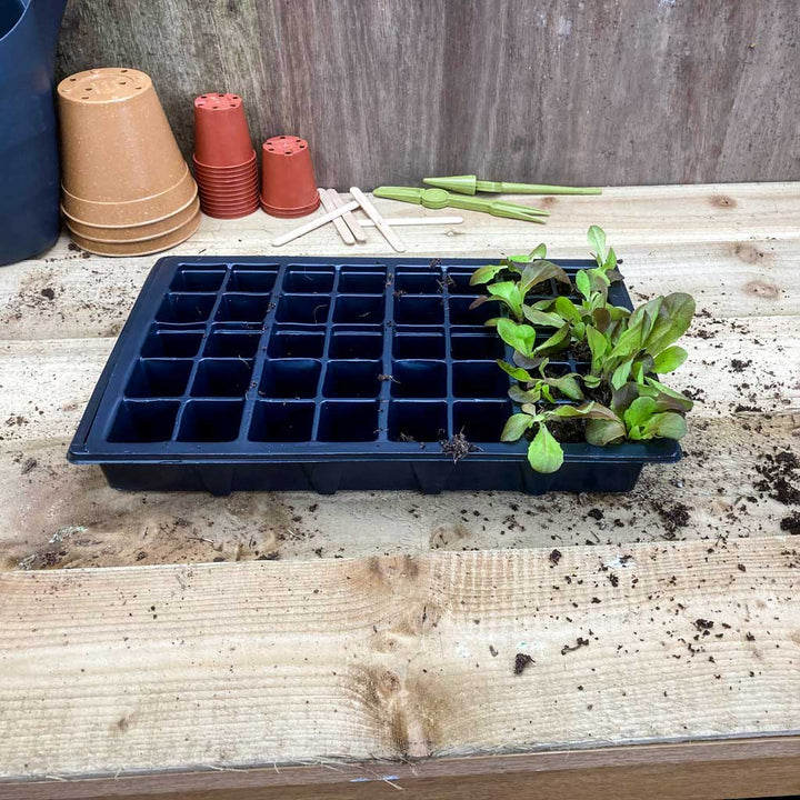 seedlings in plastic propagation tray