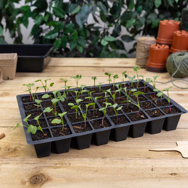 seedlings growing in propagation tray