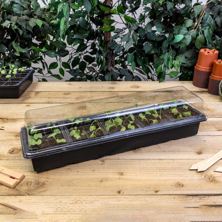 seedlings in plastic propagation tray with clear lid