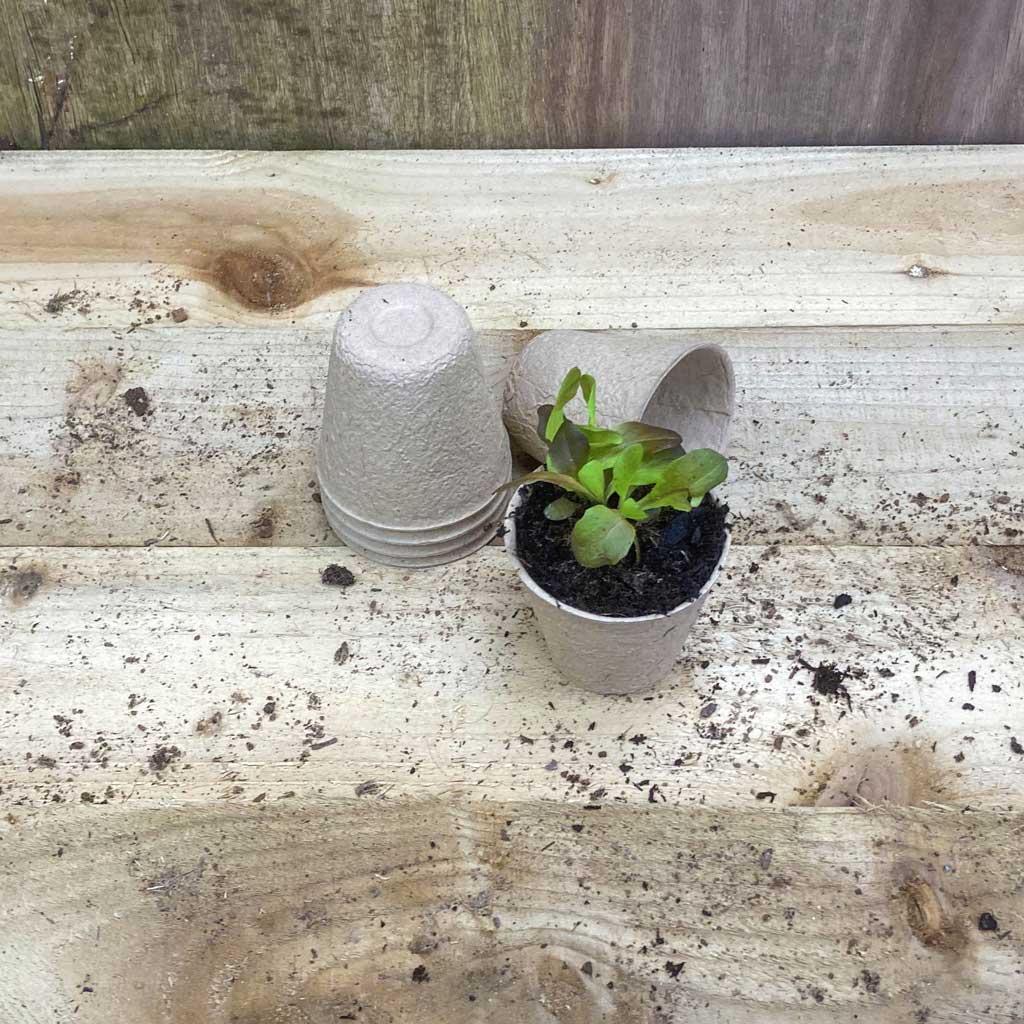 seedling growing in cardboard cells