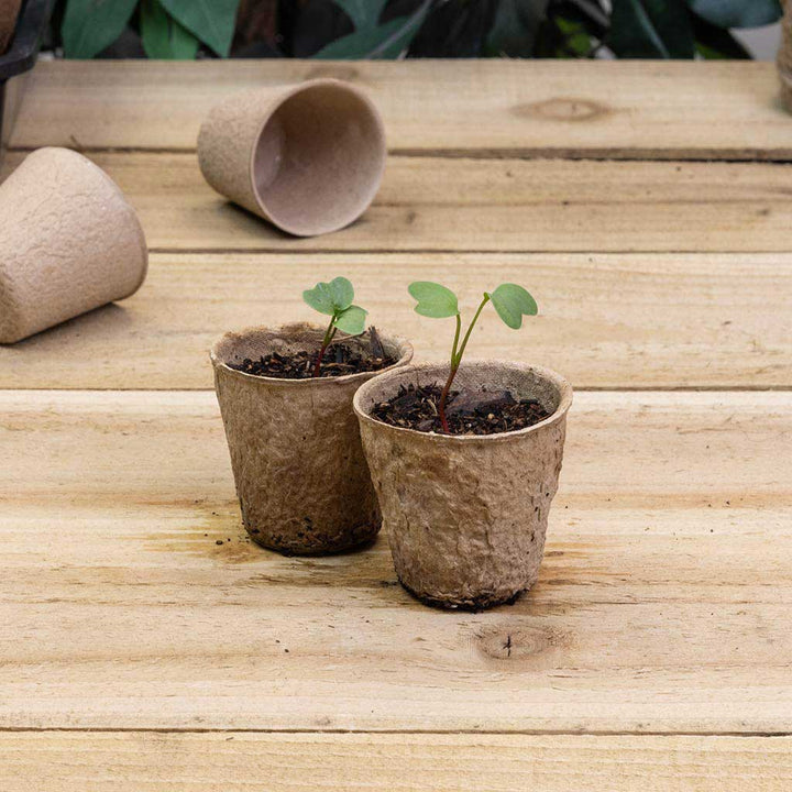 seedling growing in cardboard cells