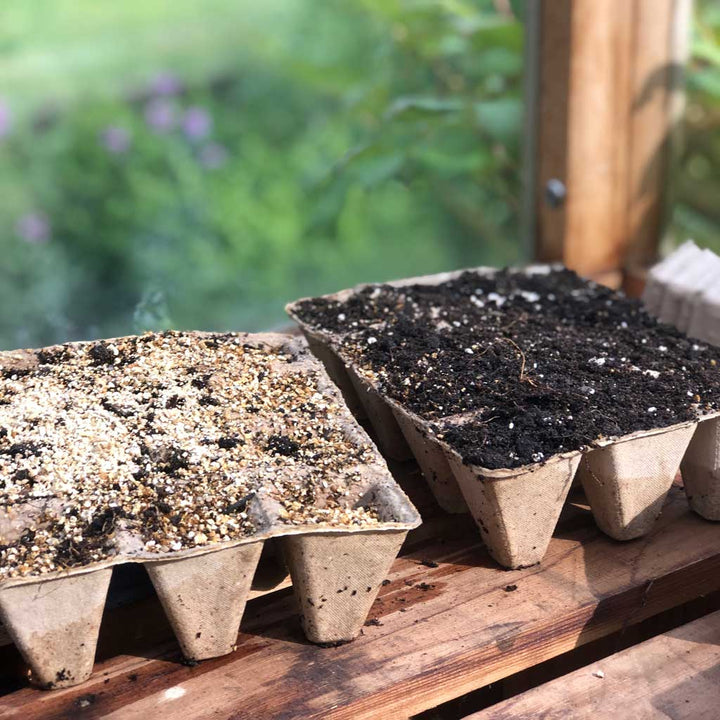 cardboard trays with seedlings