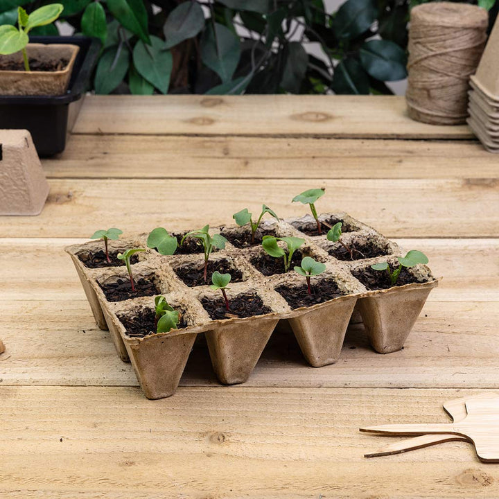 cardboard seedling tray with seedlings
