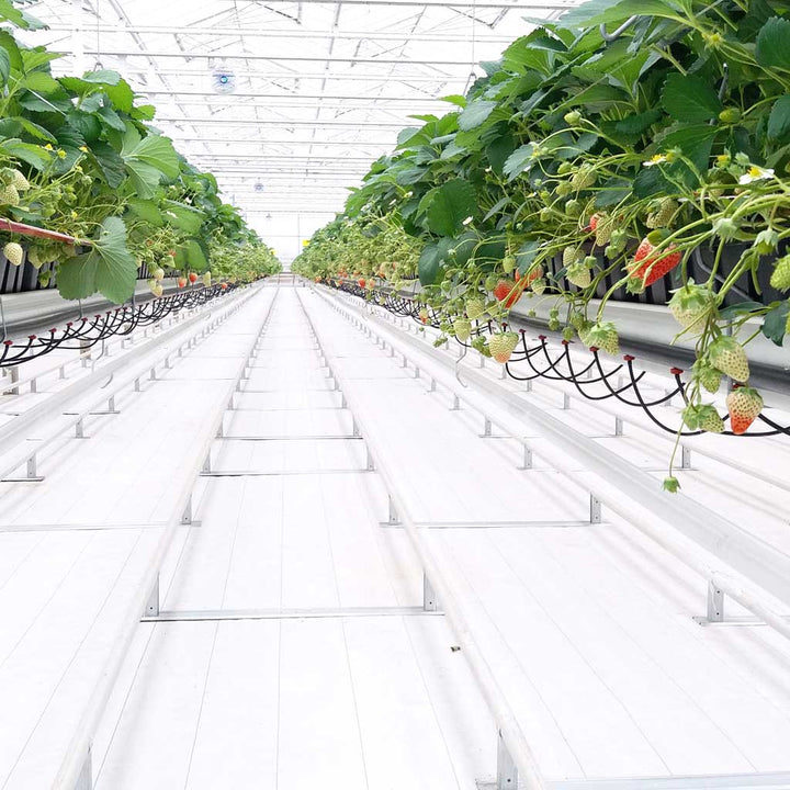 straberries growing on mass in a large greenhouse