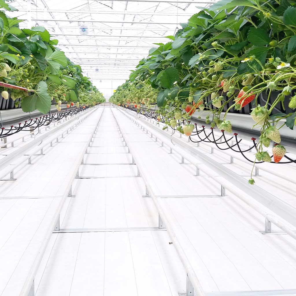 strawberries growing