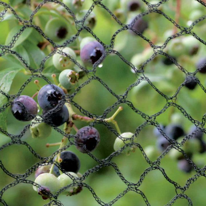 black fabric garden netting over grapes