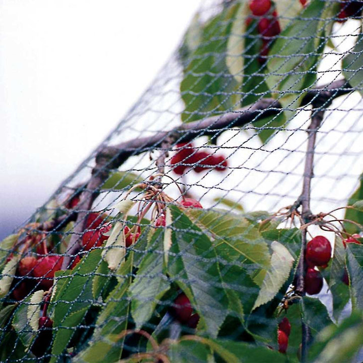 green fabric lightweight netting over a fruit tree