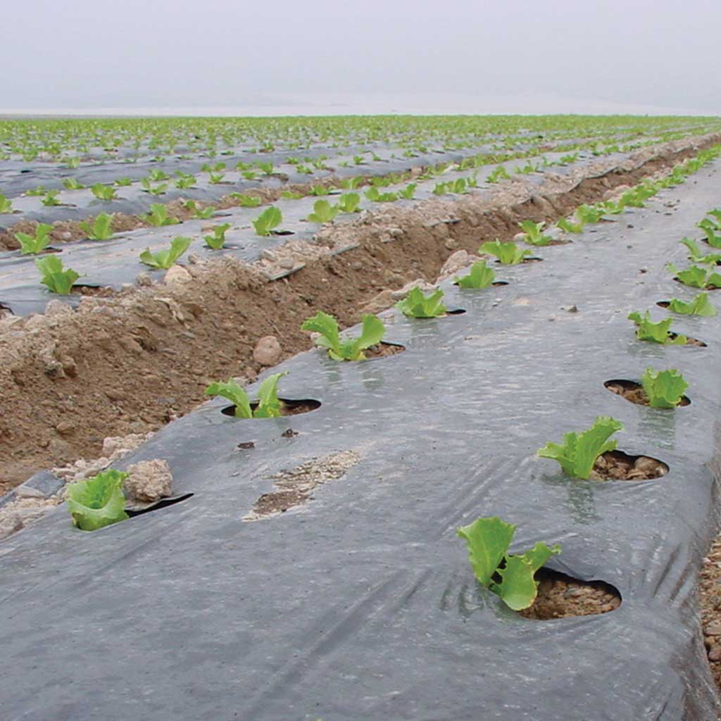 Plants growing through holes in a black plastic mulch sheet on a field.