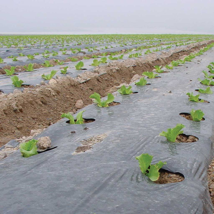 Plants growing through holes in a black plastic mulch sheet on a field.