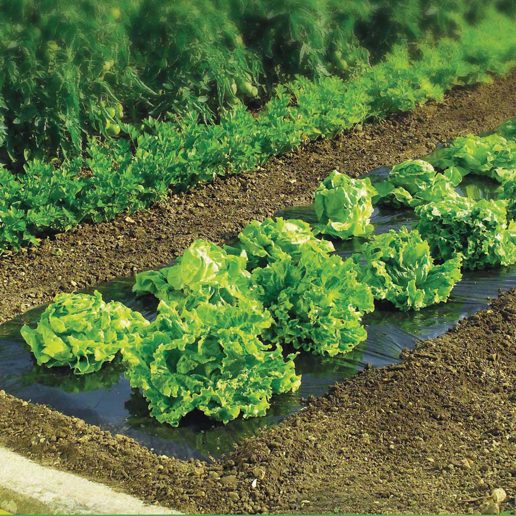 Close-up of green leafy plants growing in soil with black barrier protection