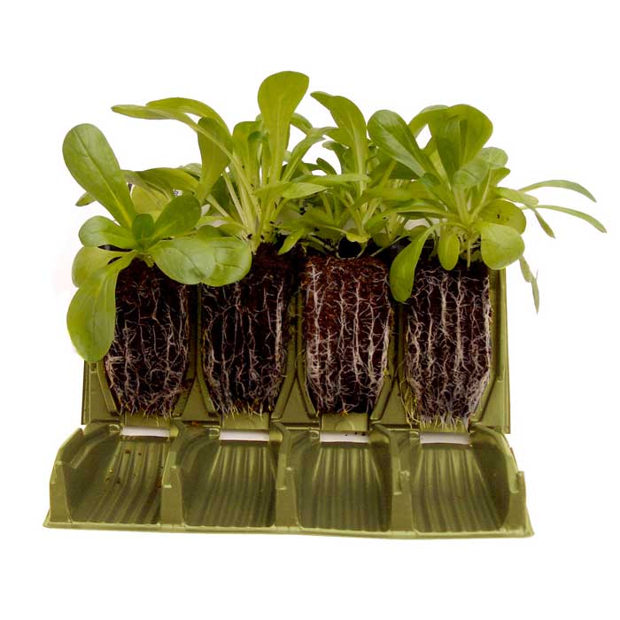 open rootrainer with roots showing