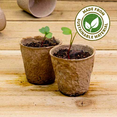 sustainable cardboard seedling pots