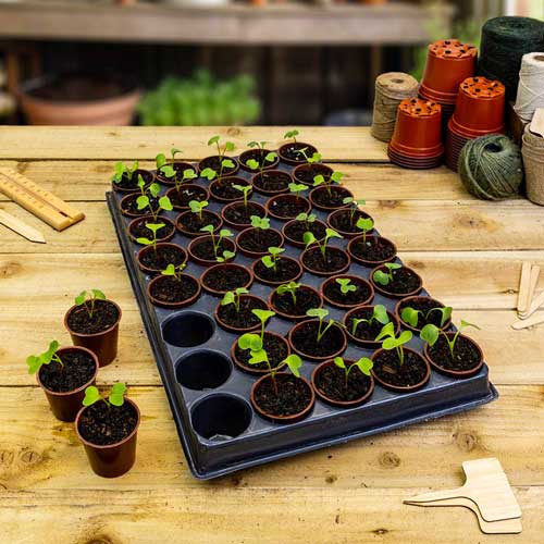 seedlings in pots