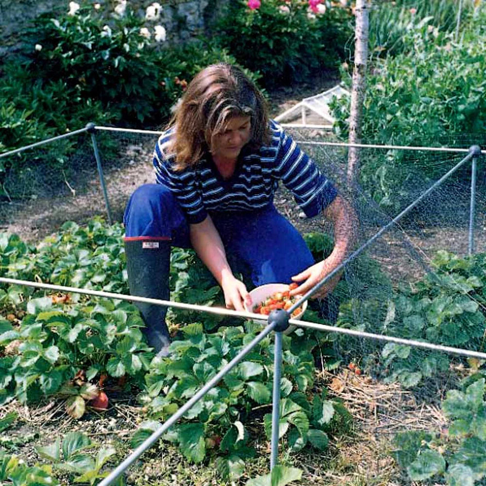 woman picking strawberries inside low fruit cage