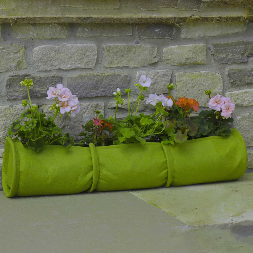 plants growing in a vigoroot plant tube