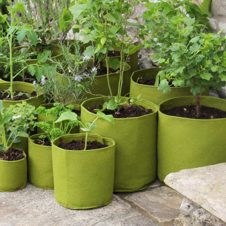 Vigoroot Pots  (3 pack)