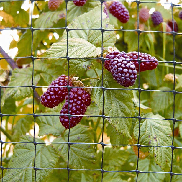 Closeup image of the Knowle Nets Premium Fruit Cage Side Net Netting and Fabrics with a raspberry plant behind it. 