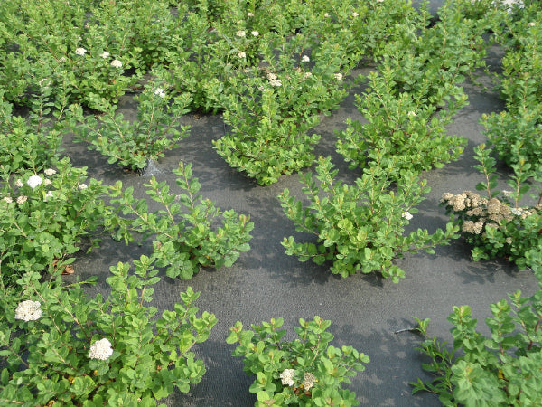 Top down view of the Permatex Biodegradable Ground Cover with many plants growing through it.