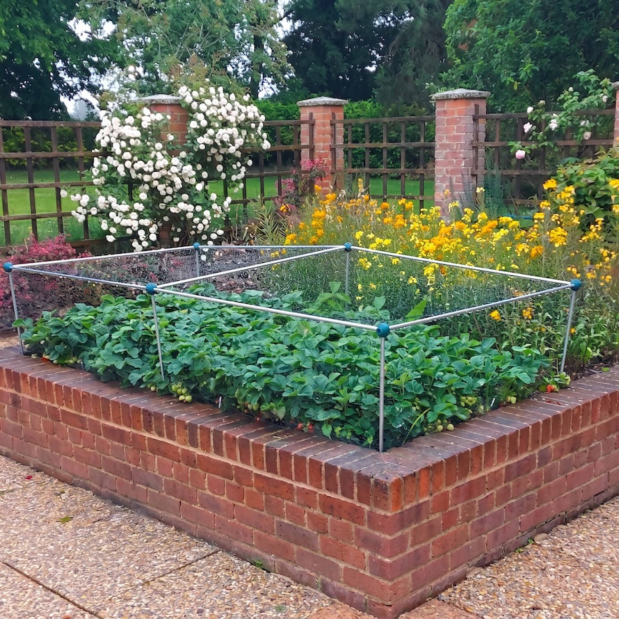 Knowle Nets Strawberry Cage in a flowerbed encased by a brick wall. 