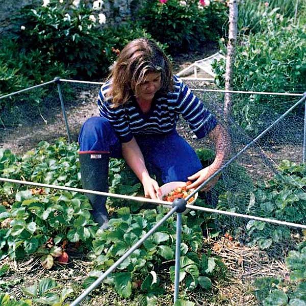 pickings trawberries in a fruit cage