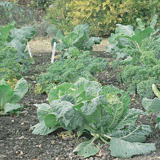 Knowle Nets Vegetable Cage Side Net  in 7mm moulded mesh protecting a vegetable patch.