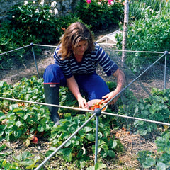 A woman in a striped t shirt crouching in a flowerbed collecting fresh strawberries from a plant, surrounded by the frame of a Knowle Nets Strawberry Cage