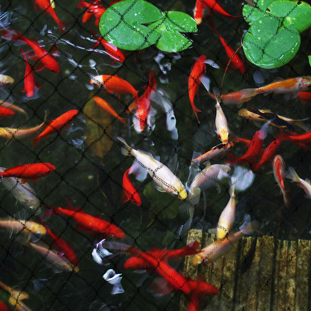 Netting over a pond with many orange fish and lilypads 