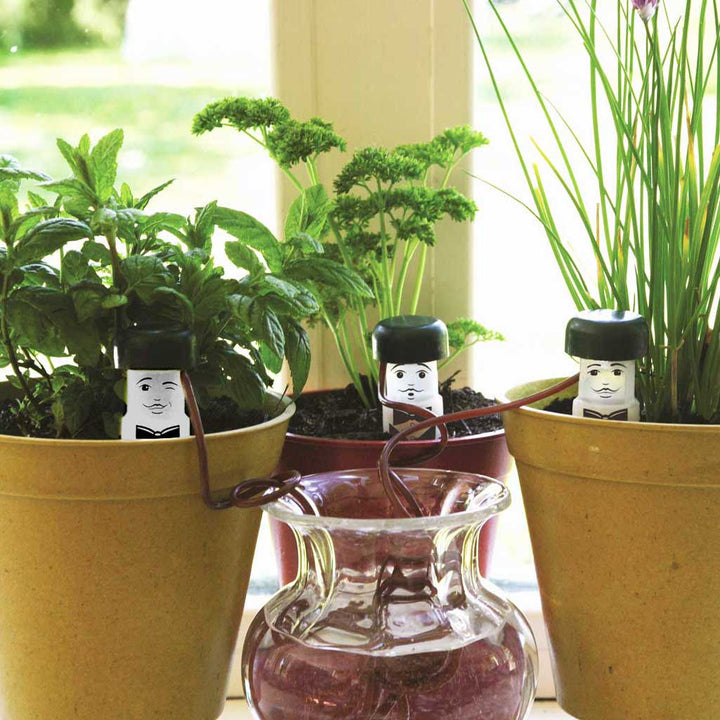 water waiters in use - on windowsill