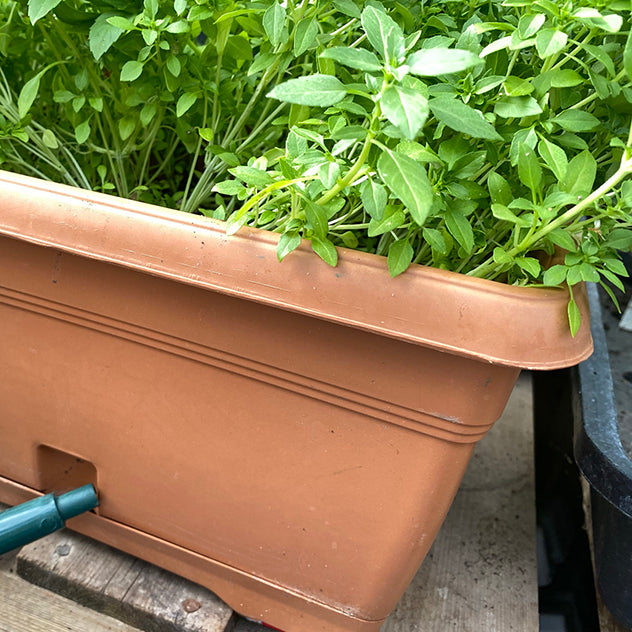Terracotta Window Planter Box (With Integral Tray)