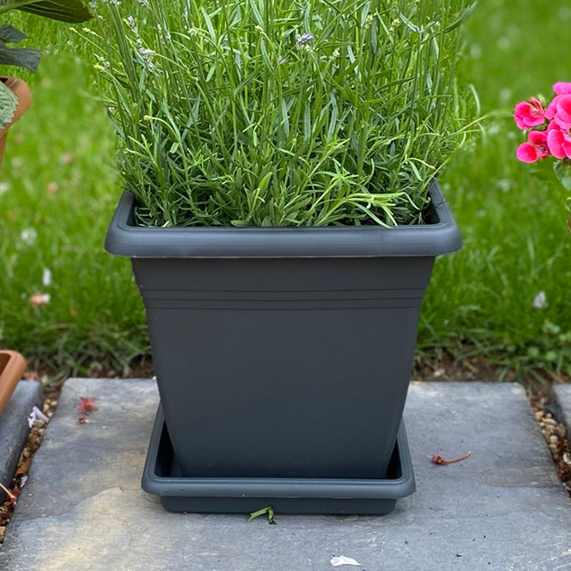 Anthracite Square Pots & Saucers