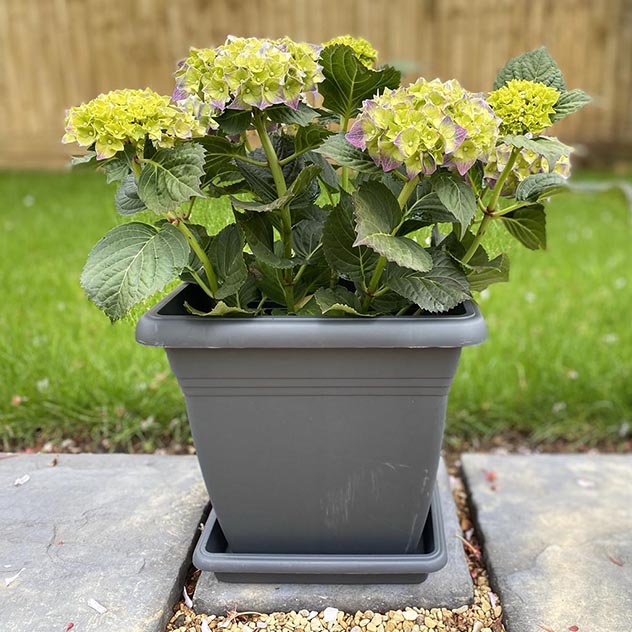 Anthracite Square Pots & Saucers