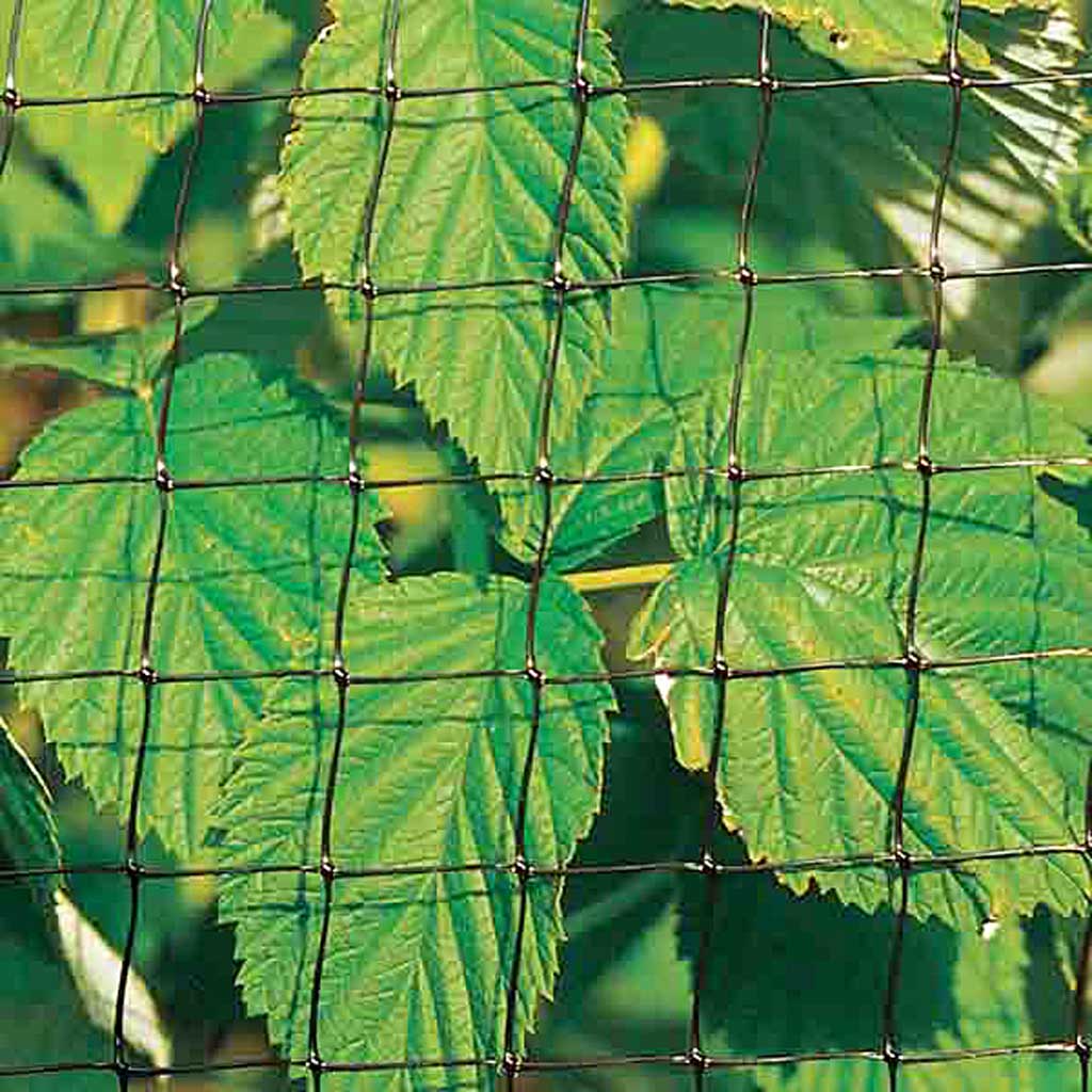 Knowle Nets Fruit Cage Side Net in front of leaves