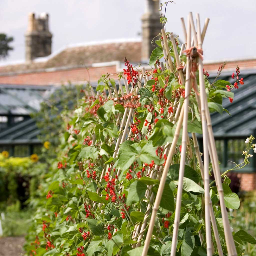 Heavy Duty Bamboo Canes | Knowle Nets