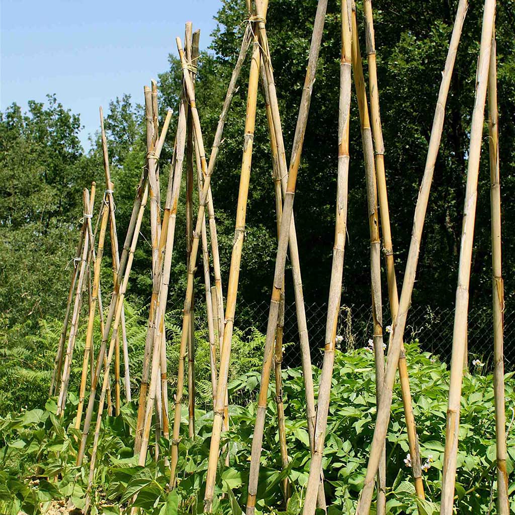 garden canes