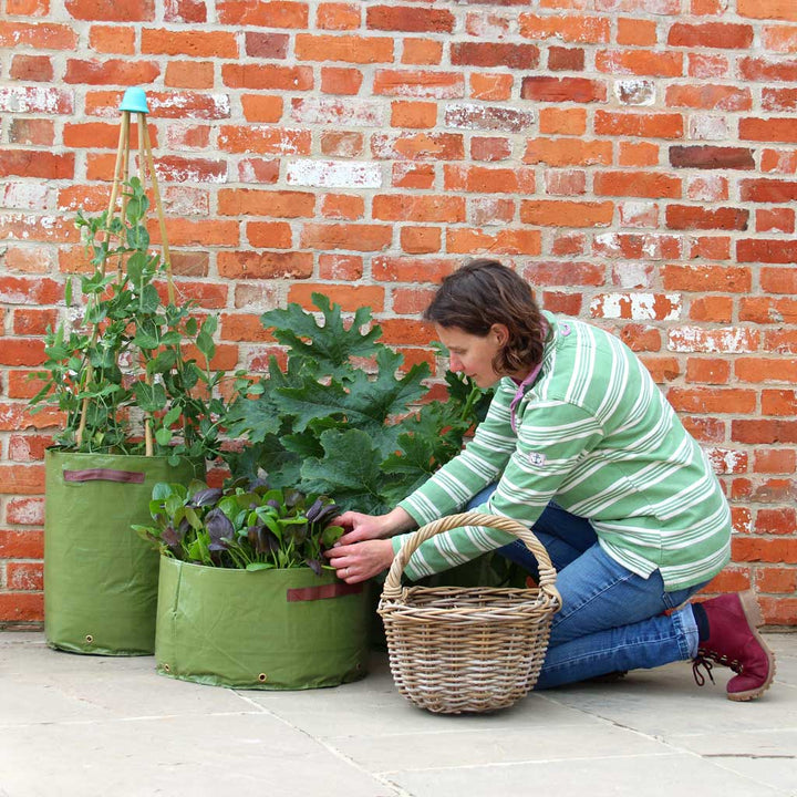 3 vegetable planters in use