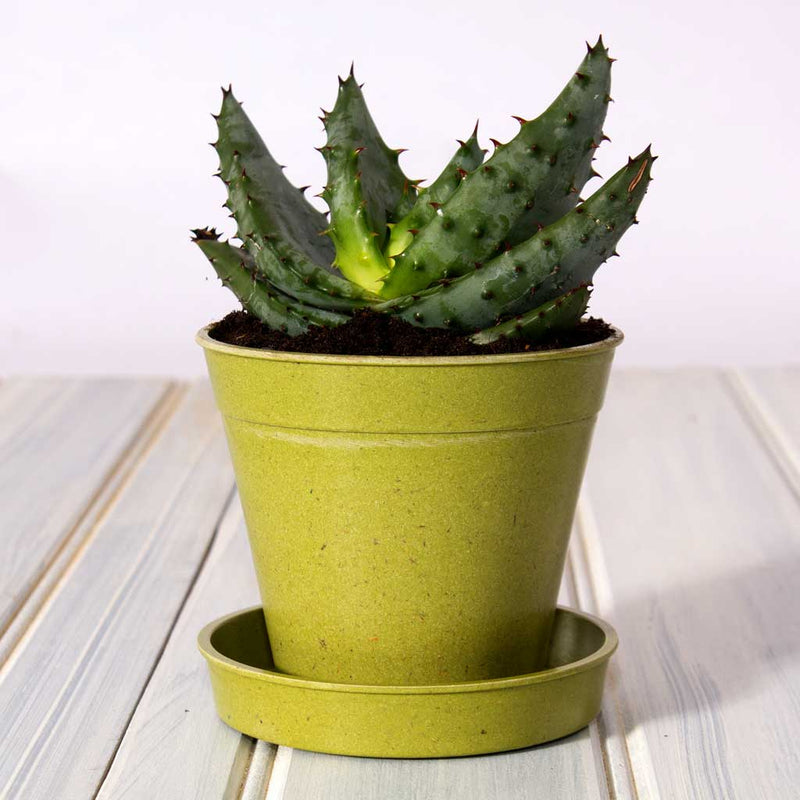 bamboo pot 5"