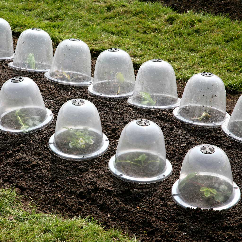 Original victorian bell cloche - in use group in veg garden