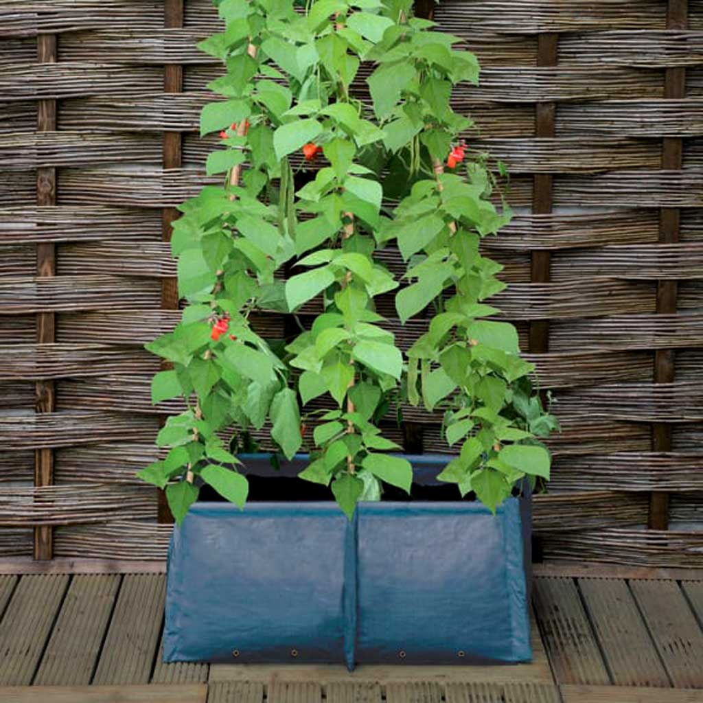 pea and bean patio planter- in use