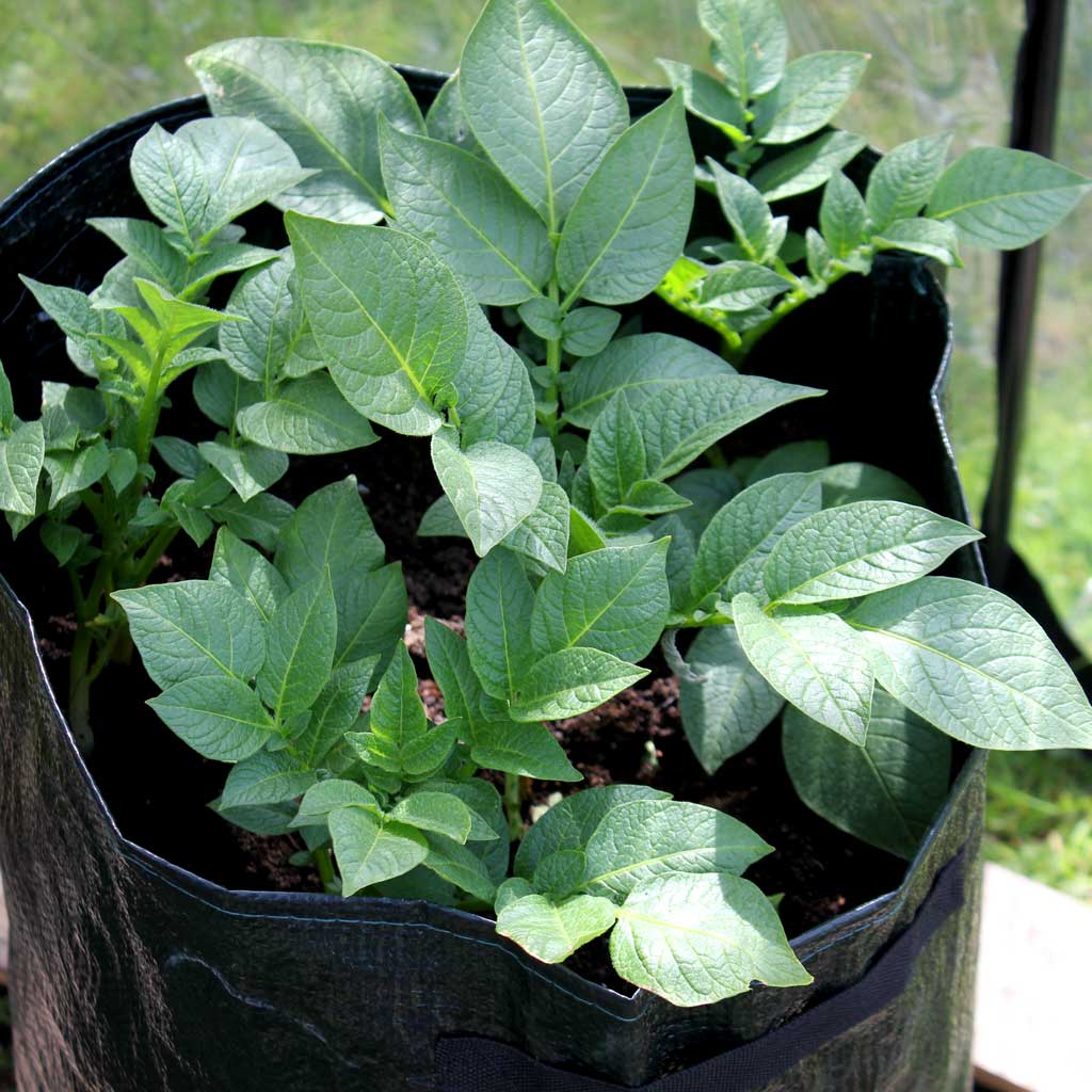 potato patio planter in use