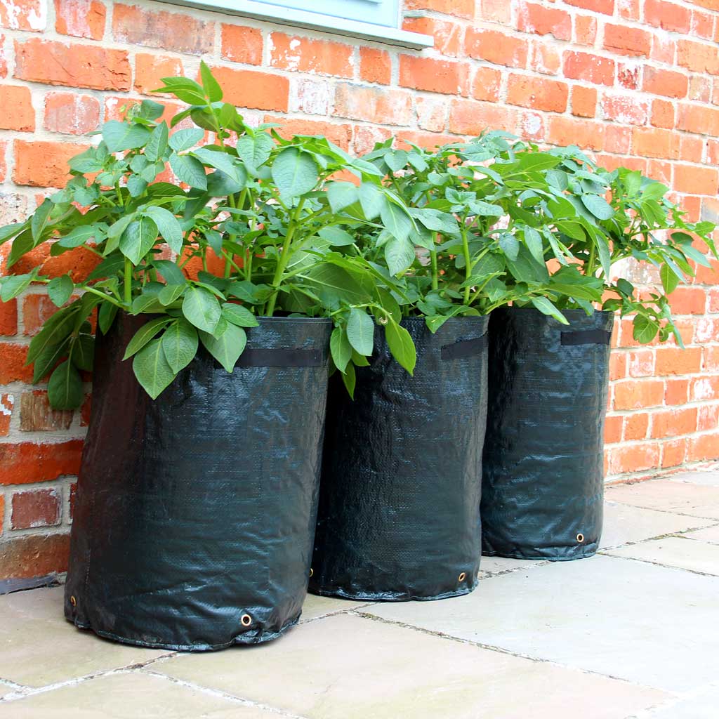 potato patio planter in use