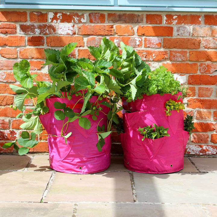 2 Strawberry & Herb Patio Planters- in use