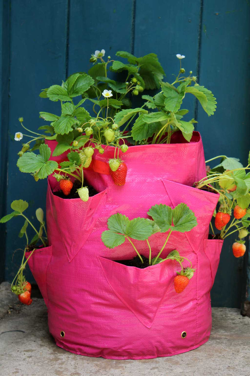 2 Strawberry & Herb Patio Planters- in use