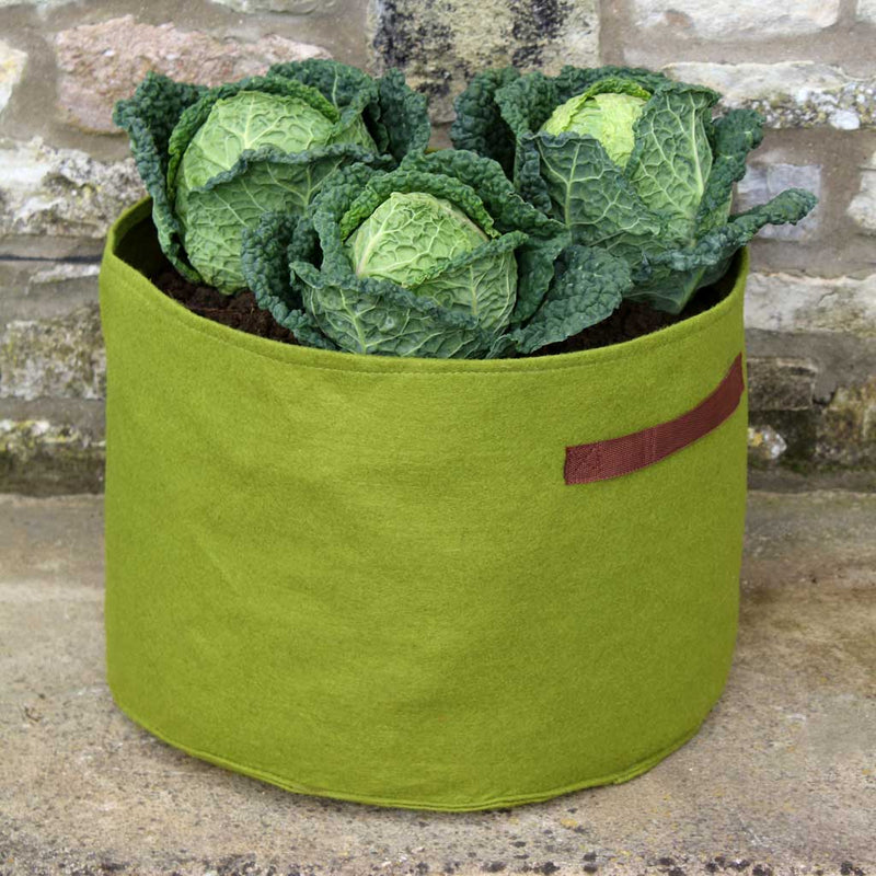 vegetable planter- in use 