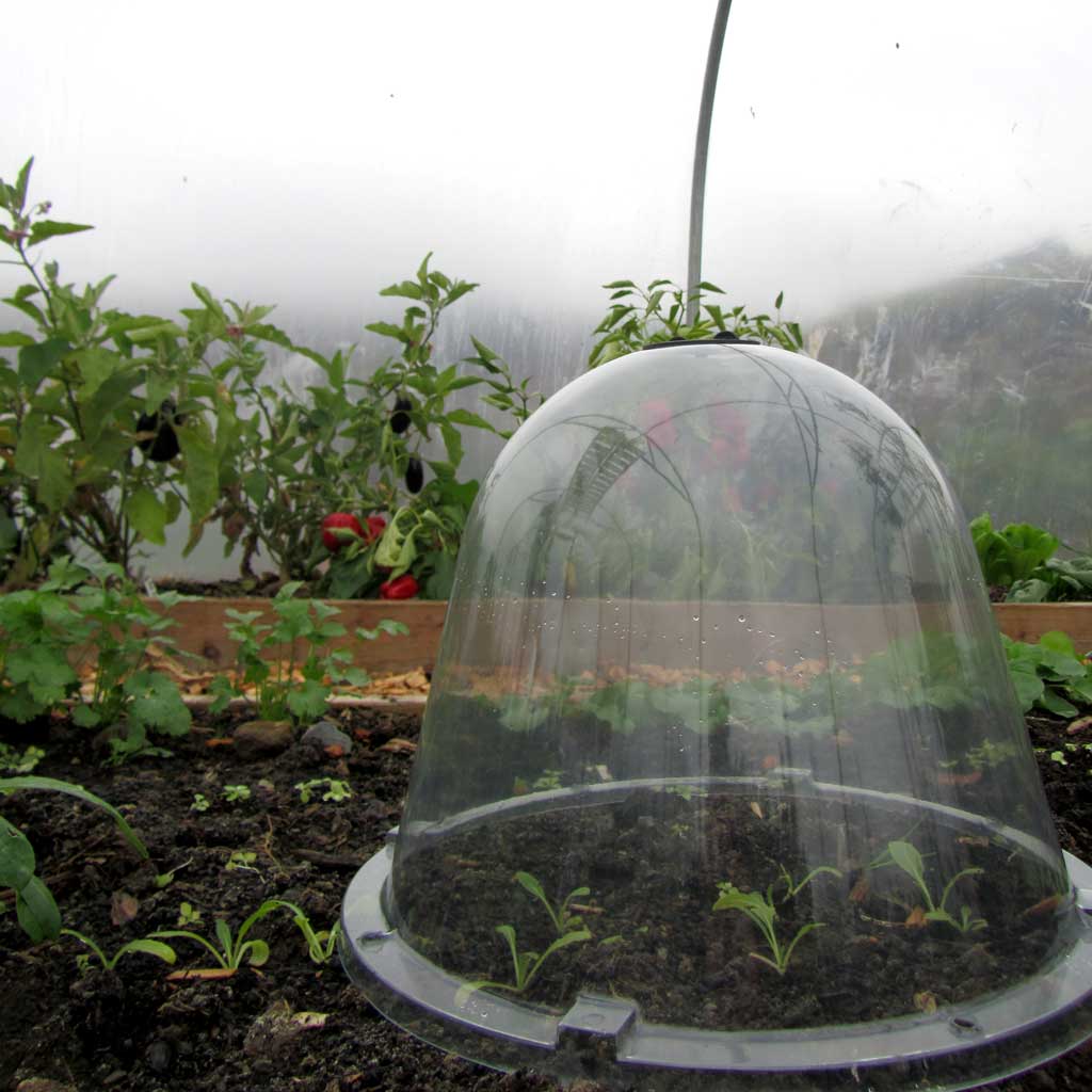 Original victorian bell cloche - in use in veg garden